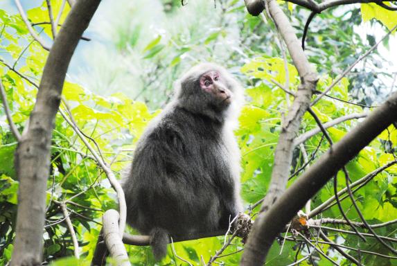 Yakushimazaru (Japanese macaques) /ヤクシマザル2
