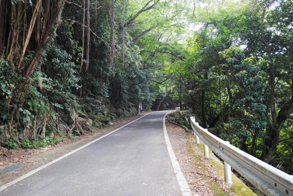 Seibu Rindo Forest Path / 西部林道2