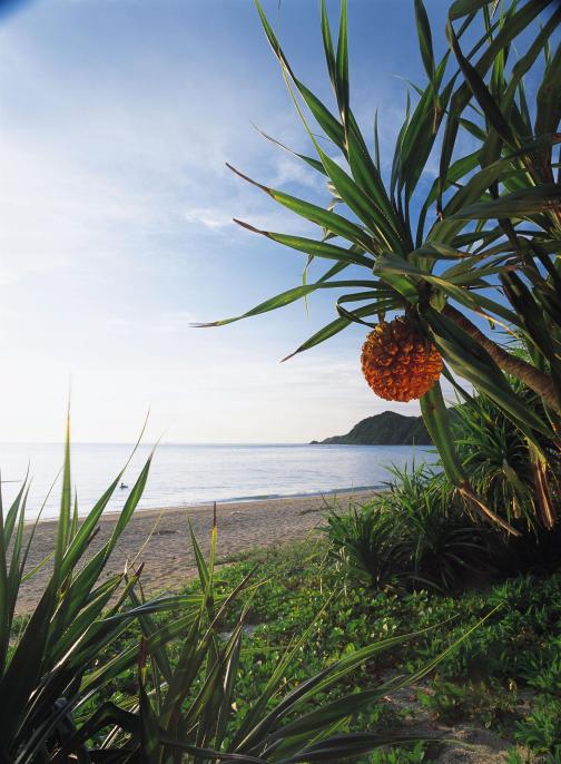 Adan tree and Kuninao beach / アダンと国直海岸