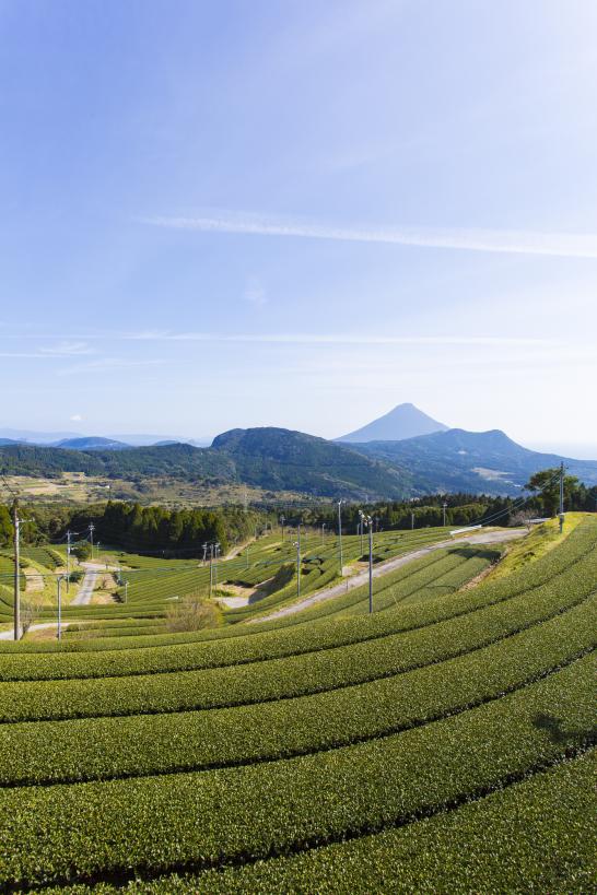 Mt. Kaimon andTea fields / 開聞岳お茶畑3