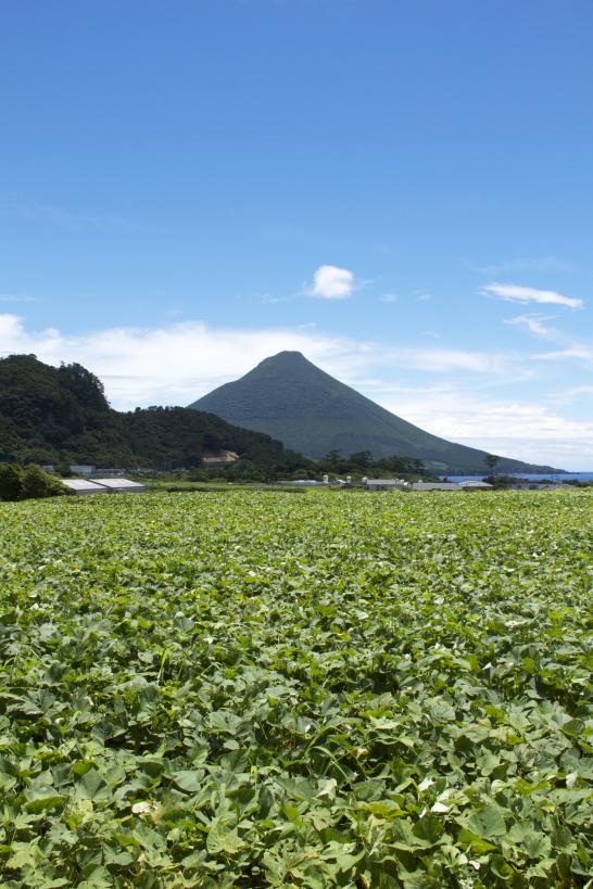 Mt. Kaimon and Sweet potato fields / 開聞岳さつまいも畑2