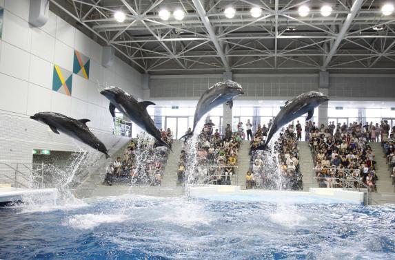 Dolphin Performance (Kagoshima City Aquarium) / いるかの時間