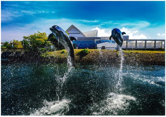 Dolphin Waterway（Outdoors） / イルカの水路展示