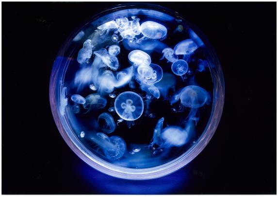 Jellyfish Gallery (Kagoshima City Aquarium) / クラゲ回廊